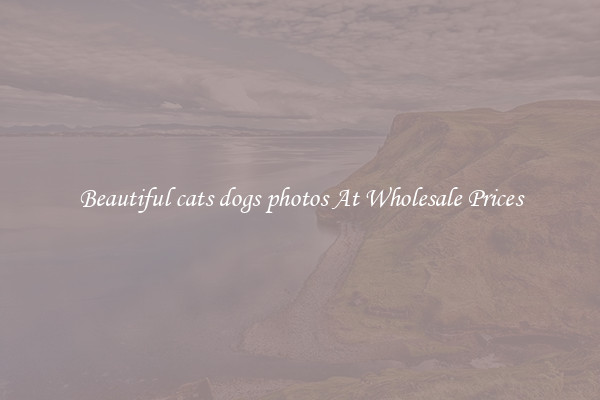 Beautiful cats dogs photos At Wholesale Prices