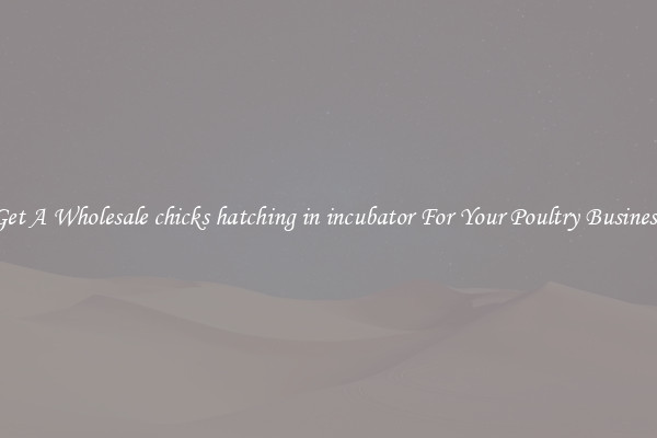 Get A Wholesale chicks hatching in incubator For Your Poultry Business